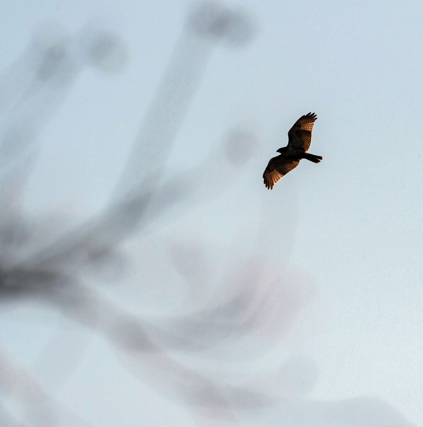 ACA.birdcount29.010619